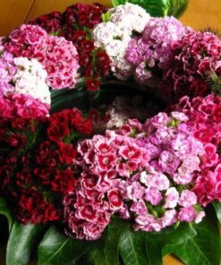 Alternative view of 100 WEE Willie Dwarf SWEET WILLIAM Mixed Colors Dianthus Barbatus Flower Seeds
