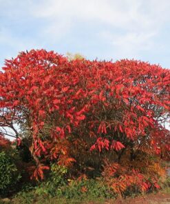 Alternative view of 50 STAGHORN SUMAC TREE Rhus Typhina Yellow Flowers Red Berries Seeds