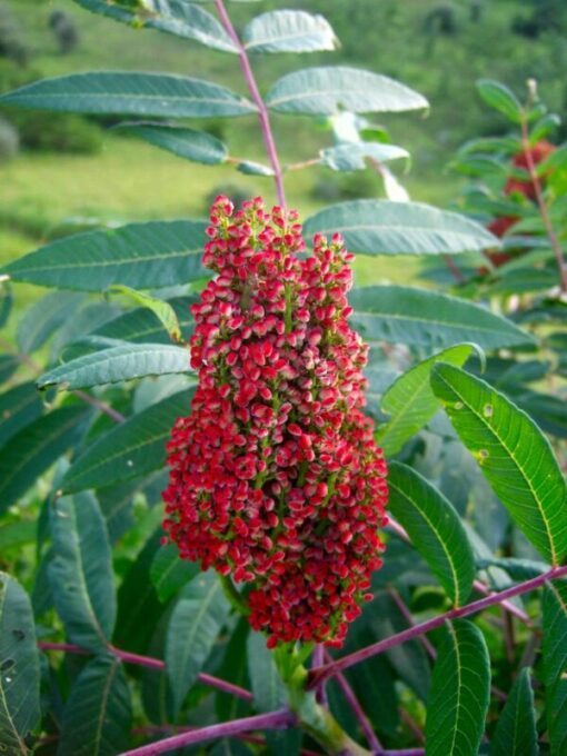 75 SMOOTH SUMAC TREE Red Berries Rhus Glabra Borealis Seeds