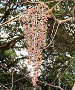 Alternative view of 30 CHINESE SUMAC TREE Nutgall White Flowers Red Berries Rhus Chinensis Seeds