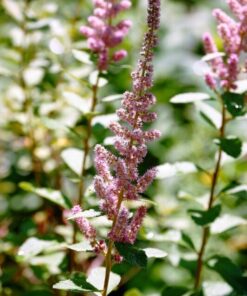 50 Pink STEEPLEBUSH Hardhack Meadow Sweet Spirea Spiraea Tomentosa Shrub Flower Seeds