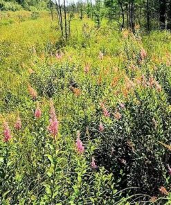 Alternative view of 50 Pink STEEPLEBUSH Hardhack Meadow Sweet Spirea Spiraea Tomentosa Shrub Flower Seeds