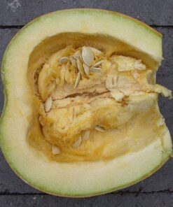 Alternative view of 35 Sweet TATUME SQUASH Cucurbita Pepo Calabash Calabacita Mexican Zucchini Seeds