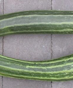 Alternative view of 50 COCOZELLE di Napoli SQUASH Italian Zucchini Cucurbita Pepo Vegetable Seeds