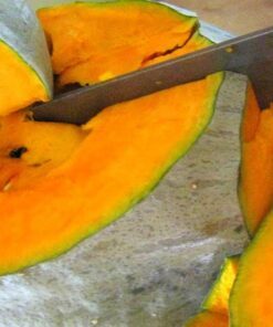 Alternative view of 30 BLUE HUBBARD SQUASH New England Buttercup Cucurbita Pepo Vegetable Seeds