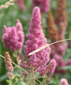 Alternative view of 50 ROSE DOUGLAS SPIREA Pink Hardhack Steeple Bush Spiraea Douglasii Flower Shrub Seeds