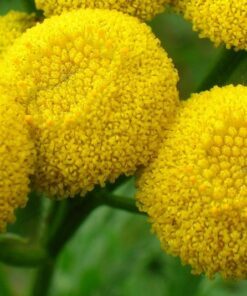 Alternative view of 100 YELLOW TANSY Double Golden Buttons Fern Leaf Tanacetum Vulgare Flower Seeds