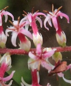 Alternative view of 50 TASSELFLOWER Red Pink Leucopogon Verticillatus Tassel Flower Shrub Seeds