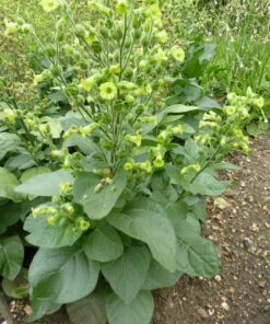 Alternative view of 250 AZTEC TOBACCO Midewiwan Sacred Nicotiana Rustica Yellow Flower Herb Seeds