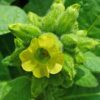250 AZTEC TOBACCO Midewiwan Sacred Nicotiana Rustica Yellow Flower Herb Seeds