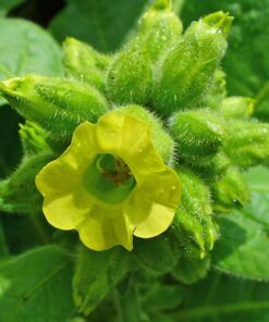 250 AZTEC TOBACCO Midewiwan Sacred Nicotiana Rustica Yellow Flower Herb Seeds