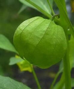 Alternative view of 50 PINEAPPLE TOMATILLO Yellow Ground Cherry Physalis Ixocarpa Fruit Vine Seeds
