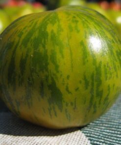 Alternative view of 50 GREEN ZEBRA TOMATO Striped Lycopersicon Fruit Vegetable Seeds *Combind S/H