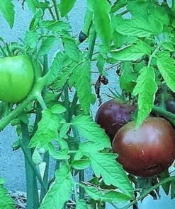 Alternative view of 50 PURPLE CHERRY TOMATO Lycopersicon Indeterminate Fruit Vegetable Seeds