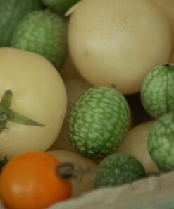 Alternative view of 50 Organic SNOW WHITE Cherry TOMATO White Skin Lycopersicon Fruit Vegetable Seeds