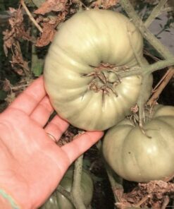 Alternative view of 50 WHITE Wonder BEEFSTEAK TOMATO Lycopersicon 1