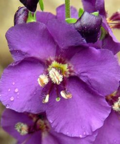 Alternative view of 50 VIOLETTA VERBASCUM Phoeniceum Purple Mullein Nectar Flower Seeds
