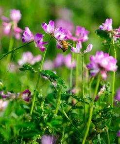 50 MILK VETCH Astragalus Sinicus Pink Purple Flower Ground Cover Legume Seeds