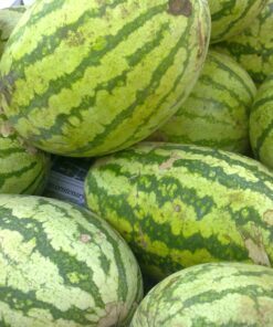 Alternative view of 20 CAL SWEET Supreme WATERMELON Red Citrullus Lanatus 30 lb Melon Fruit Seeds