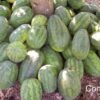50 CONGO WATERMELON Red Citrullus Lanatus 40 lbs AAS Winner Fruit Melon Seeds