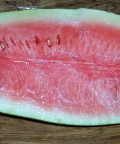 Alternative view of 50 CONGO WATERMELON Red Citrullus Lanatus 40 lbs AAS Winner Fruit Melon Seeds