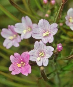 100 CINNAMON WILLOWHERB Eastern Purpleleaf Epilobium Coloratum Flower Seeds
