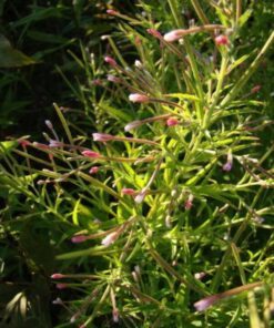 Alternative view of 100 CINNAMON WILLOWHERB Eastern Purpleleaf Epilobium Coloratum Flower Seeds