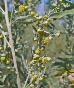 Alternative view of 500 ABSINTHE WORMWOOD Common Artemisia Absinthium Green Ginger Herb Flower Seeds