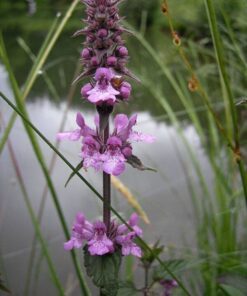 Alternative view of 25 Marsh WOUNDWORT Hedge Nettle Stachys Palustris Herb Purple Flower Seeds Moist