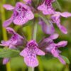 25 Marsh WOUNDWORT Hedge Nettle Stachys Palustris Herb Purple Flower Seeds Moist