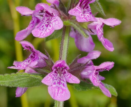 25 Marsh WOUNDWORT Hedge Nettle Stachys Palustris Herb Purple Flower Seeds Moist
