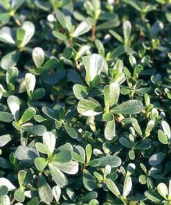 Alternative view of Golden Purslane - 300 Organic Vegetable Herb Seeds, Yellow Flowering, Portulaca Sativa - Edible Succulent, Ideal for Salads