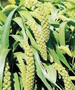 50 Lime Light Spray Millet Seeds – Setaria Italica, Lime Green, Ornamental Grass, Bird Friendly, Drought Tolerant, Easy to Grow