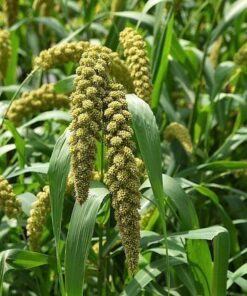 Alternative view of 50 Lime Light Spray Millet Seeds – Setaria Italica, Lime Green, Ornamental Grass, Bird Friendly, Drought Tolerant, Easy to Grow