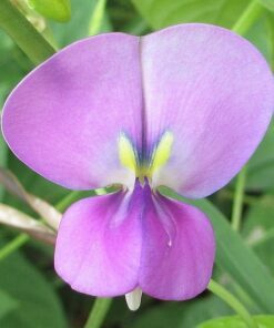 Alternative view of 50 PURPLE PINKEYE COWPEA Southern Cow Pea Crowder Vigna Unguiculata Vegetable Legume Seeds