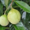 1 NUTMEG TREE Seed Myristica Fragrans Pala MACE Fruit Nut Pumpkin Pie Spice