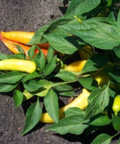 Alternative view of 200 HEIRLOOM BANANA Pepper Sweet Yellow Capsicum Annuum Vegetable Seeds *Comb SH