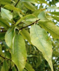 Alternative view of 5 LAUREL OAK TREE Quercus Hemisphaerica Native aka Darlington Coastal & Sand Laurel Oak Seeds