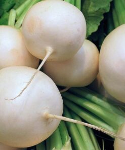 Alternative view of 500 Hailstone WHITE GLOBE RADISH Raphanus Sativus Vegetable Seeds