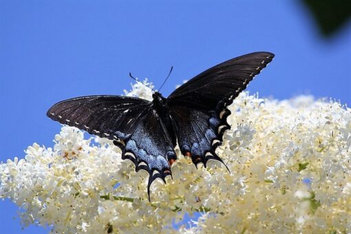 50 WHITE BUTTERFLY BUSH Buddleia Davidii Flower Seeds Flat