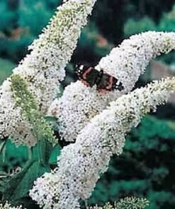Alternative view of 50 WHITE BUTTERFLY BUSH Buddleia Davidii Flower Seeds Flat