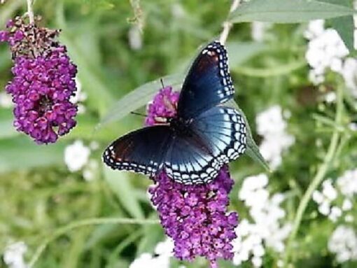 50 VIOLET BUTTERFLY BUSH Buddleia Davidii Purple Flower Seeds Flat