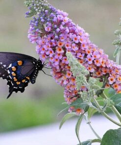 Alternative view of 100 MIXED Colors BUTTERFLY BUSH Buddleia Davidii Flower Shrub Seeds