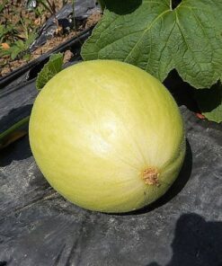 Alternative view of 50 Golden Beauty CASABA MELON Cucumis Melo Fruit Seeds Comb S/H