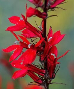 Alternative view of 300 CARDINAL FLOWER LOBELIA Cardinalis Flower Seeds *Comb S/H