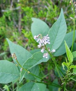10 FRENCH GRASS Sanfoin Blue Purple Flowers Psoralea Onobrychis Legume Seeds