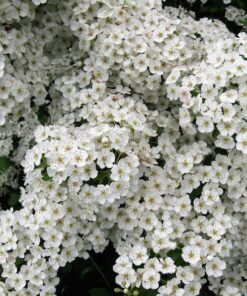 Alternative view of 50 WASHINGTON HAWTHORN Mayflower Shrub Tree Edible Fruit & White Flowers Seeds