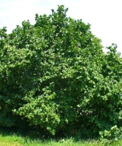 Alternative view of 5 AMERICAN HAZELNUT TREE aka Filbert Corylus Americana Fruit Nut Seeds