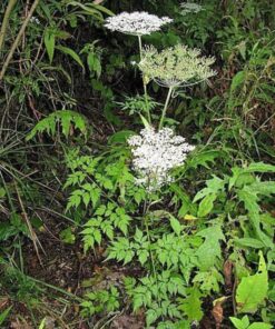 Alternative view of 50 FEMALE GINSENG Dong Quai Chinese Angelica Sinensis Herb White Flower Seeds