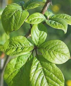 Alternative view of 20 SIBERIAN GINSENG Eleutherococcus Senticosus Ci Wu Jia Herb Shrub Seeds